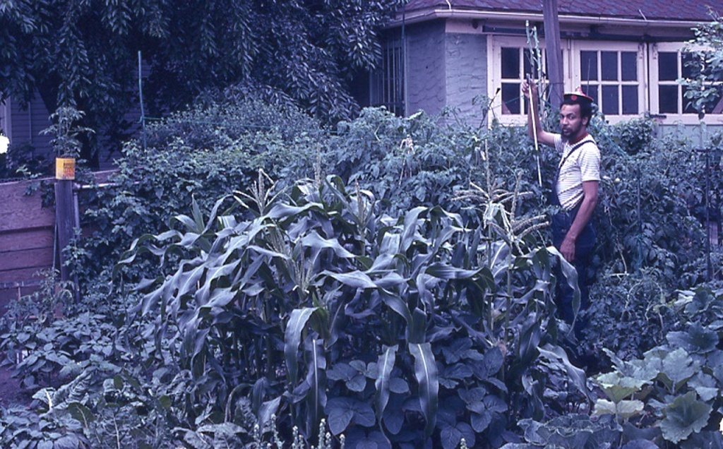 Photograph of a man standing in a garden, he is surrounded by tall greenery.