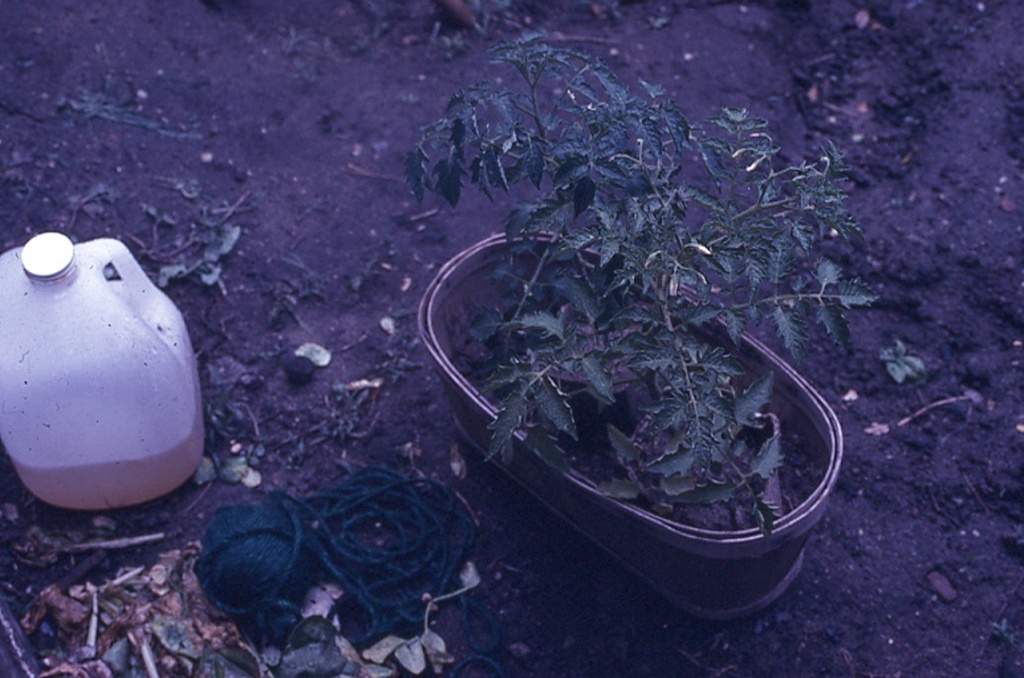 Photograph of a gallon of liquid, a ball of yarn, and potted plant on a ground dirt.&nbsp;
&nbsp;
&nbsp;