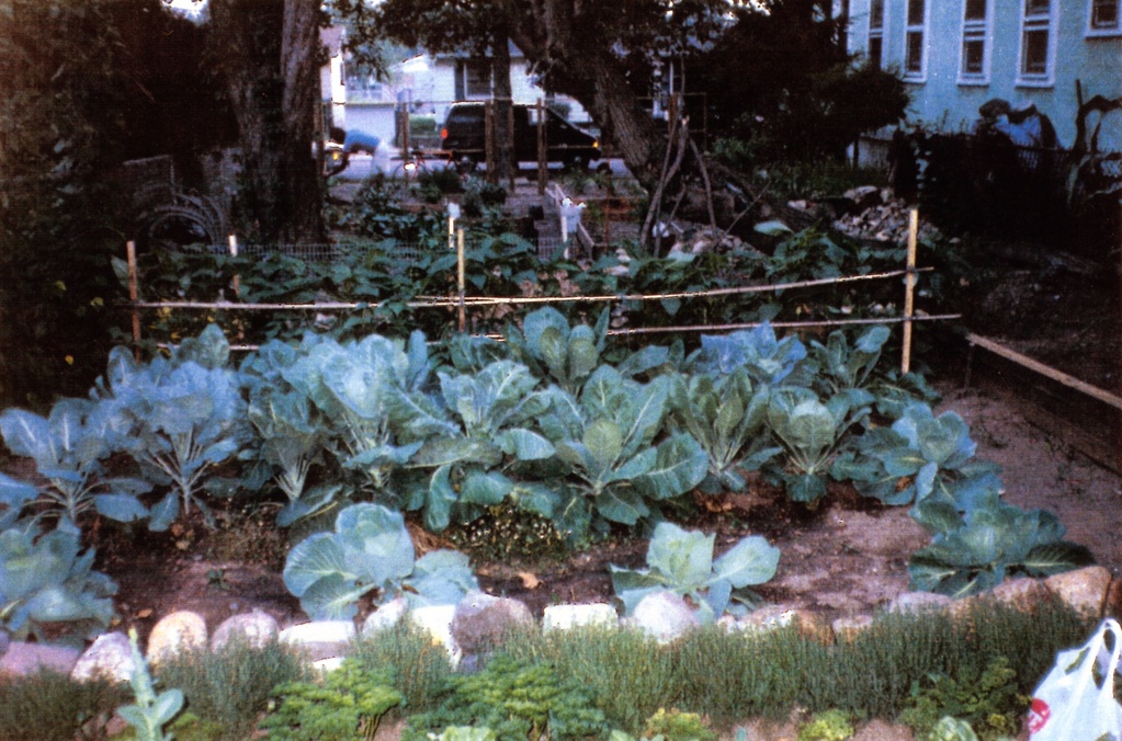 View of a garden with several rows of leafy greens and a fence constructed from bamboo poles.&nbsp;