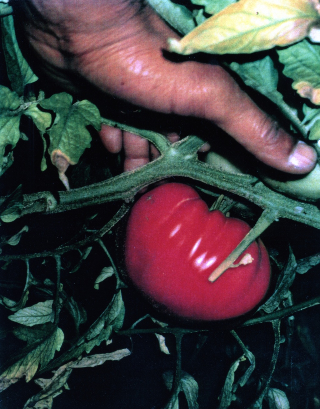 Image of a ripe red tomato nestled between green vines and leaves. A human hand cups the tomato through the greenery.&nbsp;