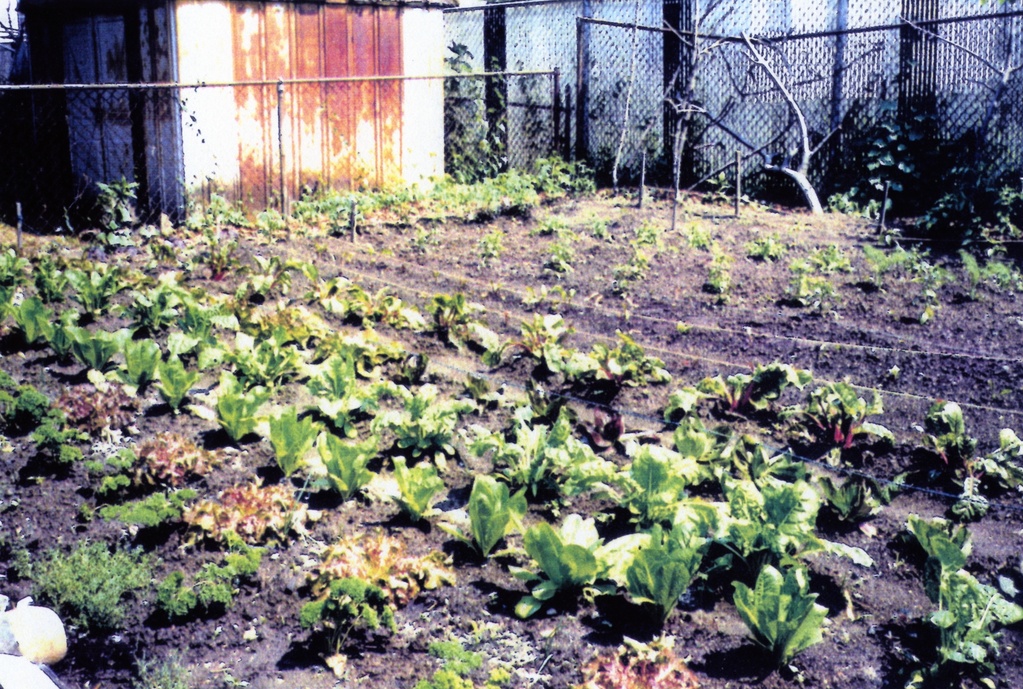 View of a garden with rows of leafy greens. A structure with a rusty door and a chain link fence are visible in the background.&nbsp;